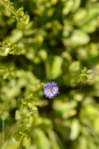 Common globularia flower photo