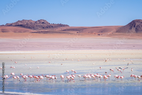 wild flamingos  at eduardo avaroa national park in bolivia photo