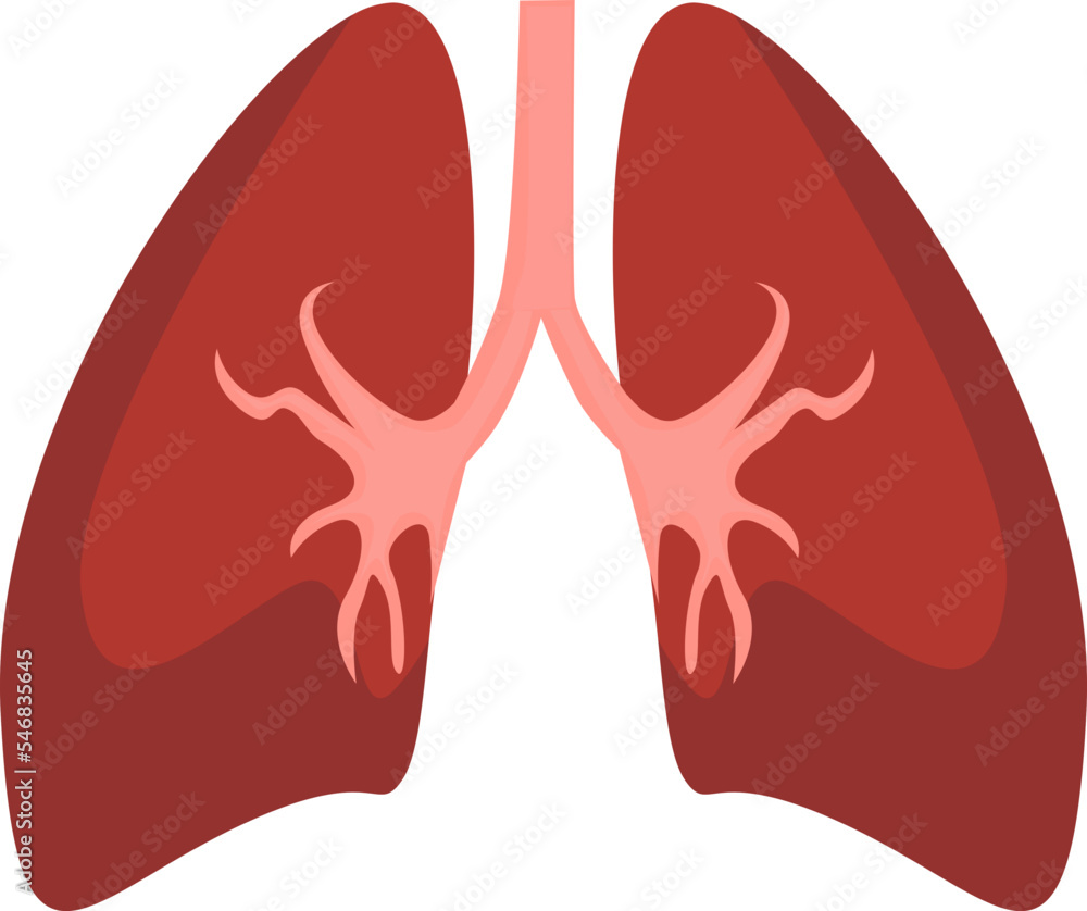 the liver organ which is at the bottom of the back ribs of the human body
the liver organ which is at the bottom of the back ribs of the human body