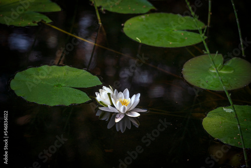 Fotografia Water lily flower on pond