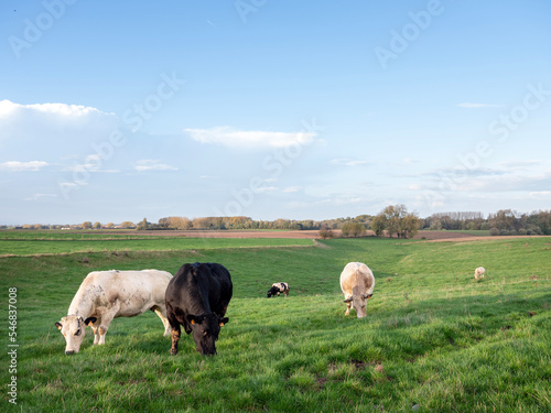 beef cows in countryside between brussels and charleroi in belgium