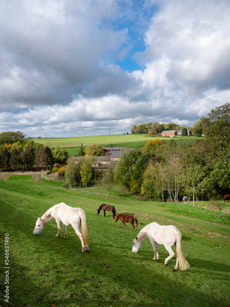 horses graze near farm in green grassy meadow of belgian countryside between brussels and charleroi horses graze near farm in green grassy meadow of belgian countryside between brussels and charleroi