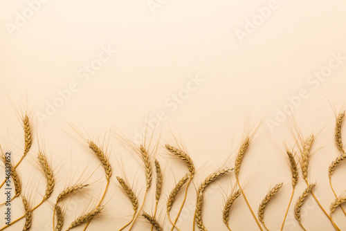 Sheaf of wheat ears close up and seeds on colored background. Natural cereal plant, harvest time concept. Top view, flat lay with copy space. world wheat crisis
