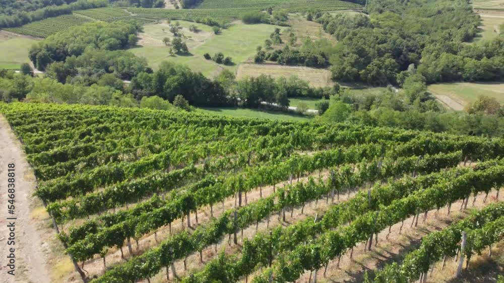 opening wide view reveal fly shot on vineyards in summer opening wide view reveal fly shot on vineyards in summer