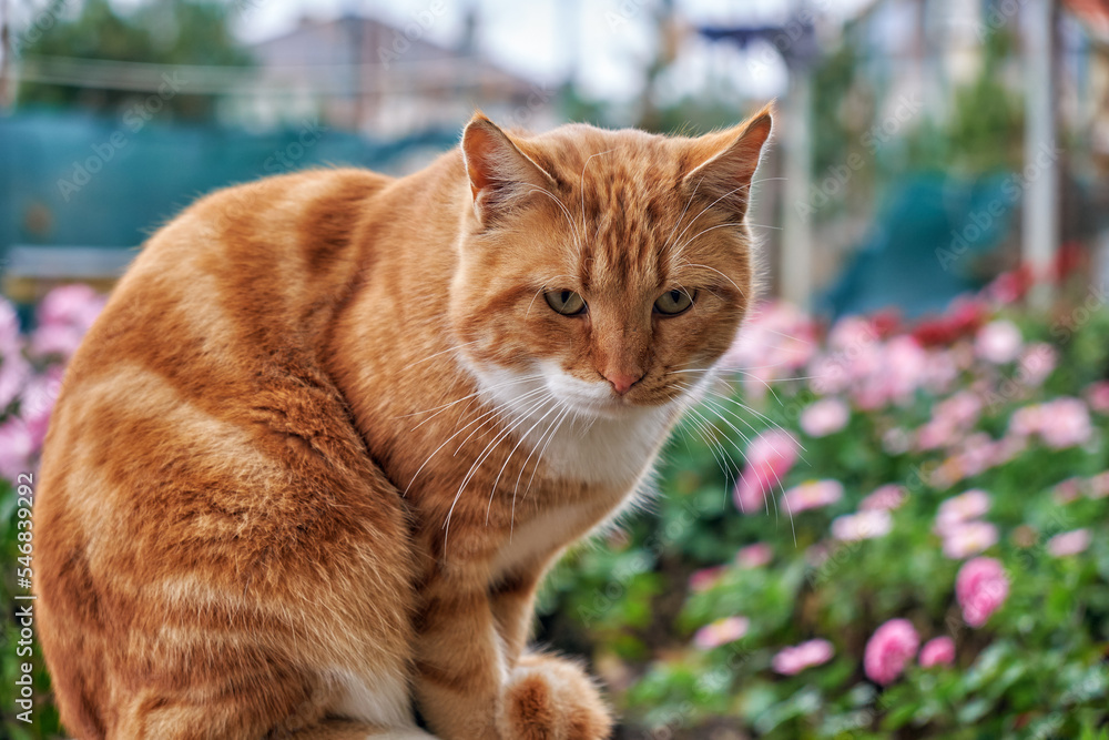 Beautiful red cat outdoors on an autumn day