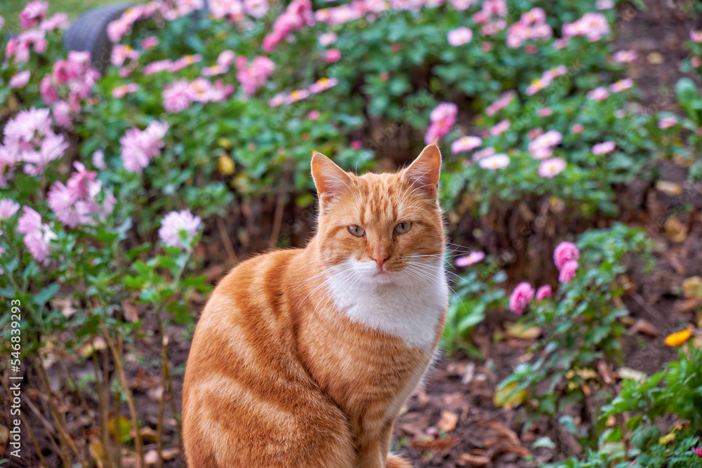 Beautiful red cat outdoors on an autumn day