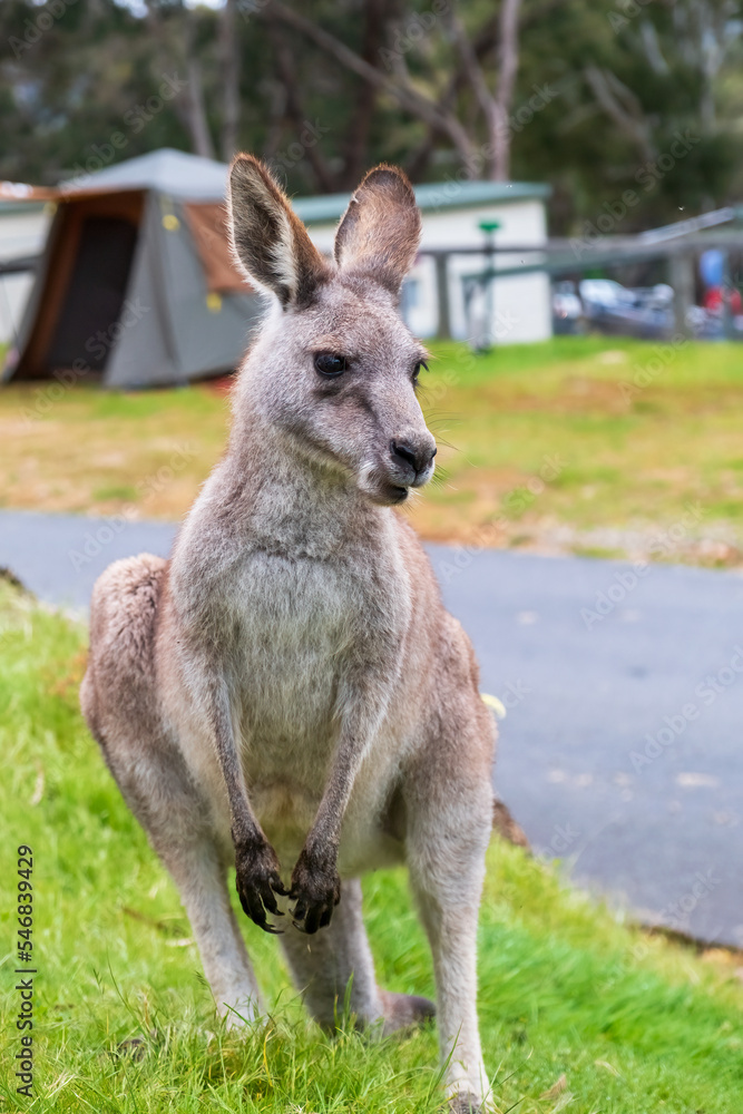Kangaroo standing near tents. Camping in Australia. Kangaroo portrait.