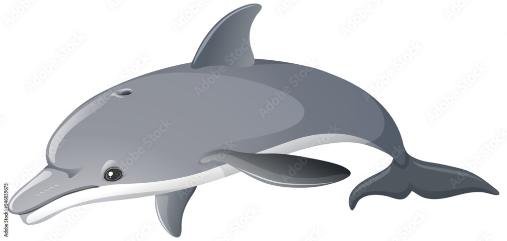 Obraz premium A dolphin isolated on white background