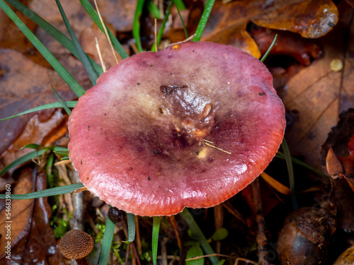 selective focus of a russula mushroom on a forest floor with blurred background