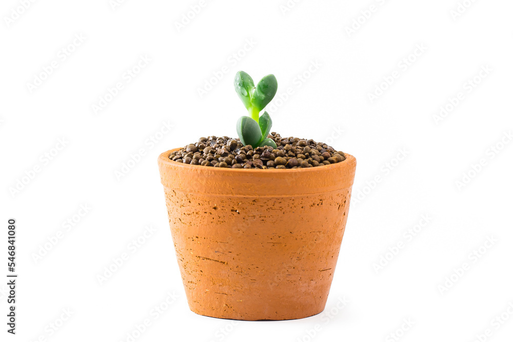Close up of shaped cactus with long thorns on clay pots Close up of shaped cactus with long thorns on clay pots