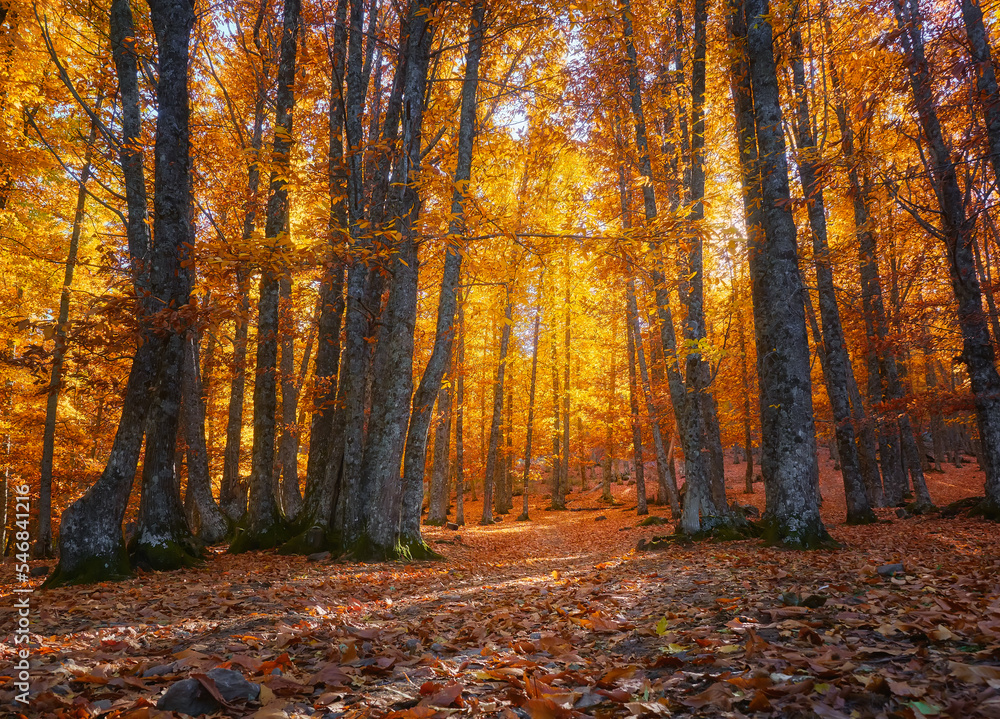 Obraz premium Bello paisaje otoñal de atardecer entre árboles en el bosque de el Castañar de El Tiemblo, Ávila, España
