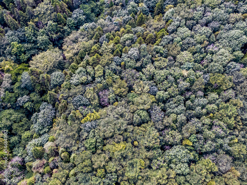Aerial view of mixed forest in County Mayo, Republic of Ireland