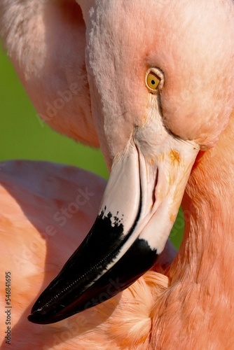 Vertical closeup of a pink flamingo head photo