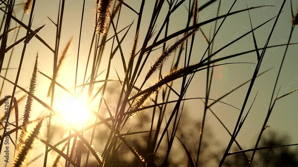 Silhouette of grass flowers in the morning, countryside Chiangmai province Thailand. Silhouette of grass flowers in the morning, countryside Chiangmai province Thailand.