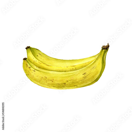 watercolor drawing yellow bananas , fruits isolated at white background, hand drawn illustration