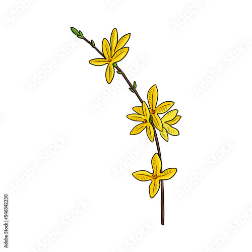 vector drawing plant of golden-bell, weeping forsythia, Forsythia suspensa, herb of traditional chinese medicine, hand drawn illustration