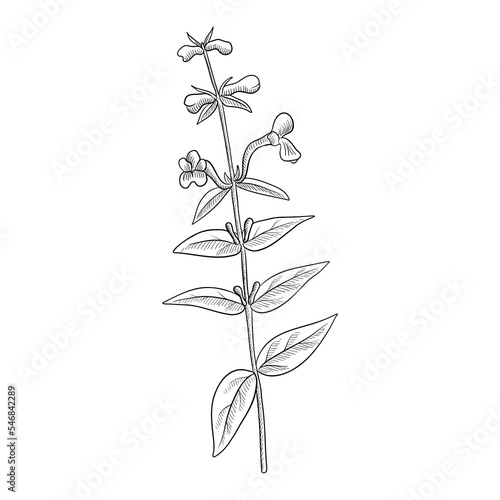 vector drawing plant of Baikal skullcap ,Scutellaria baicalensis, huang qin, herb of traditional chinese medicine, hand drawn illustration photo