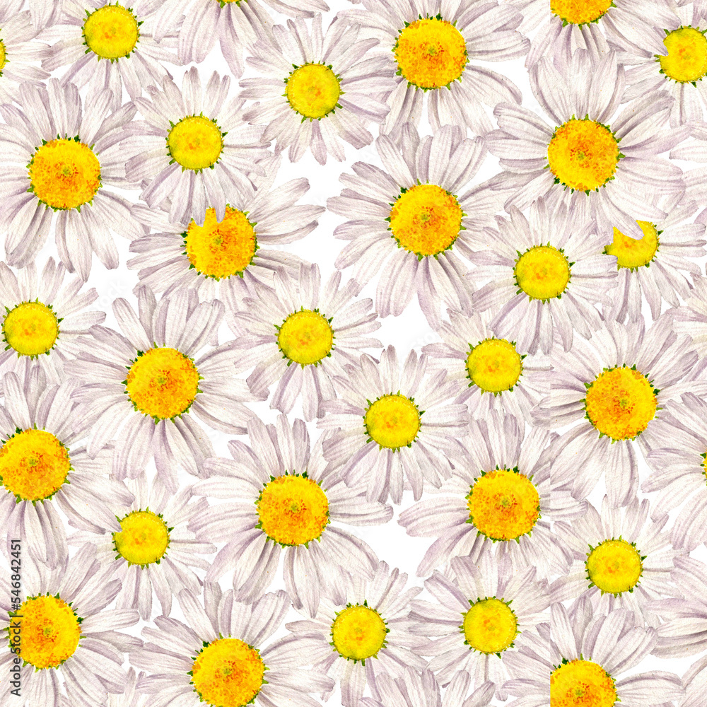 seamless pattern with watercolor drawing flowers of white daisy at white background , hand drawn botanical illustration