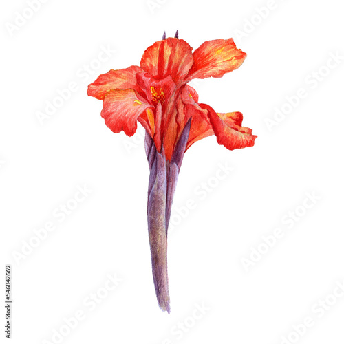 watercolor drawing flower of red canna lily isolated at white background , hand drawn botanical illustration