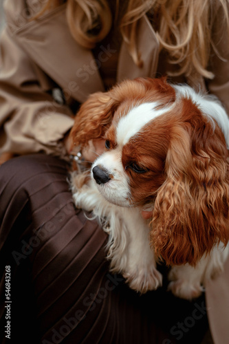  Cavalier King Charles Spaniel in the arms. Sweet dog. Home pet. Happy English Toy Spaniel. blenheim color © Мария Охметзянова