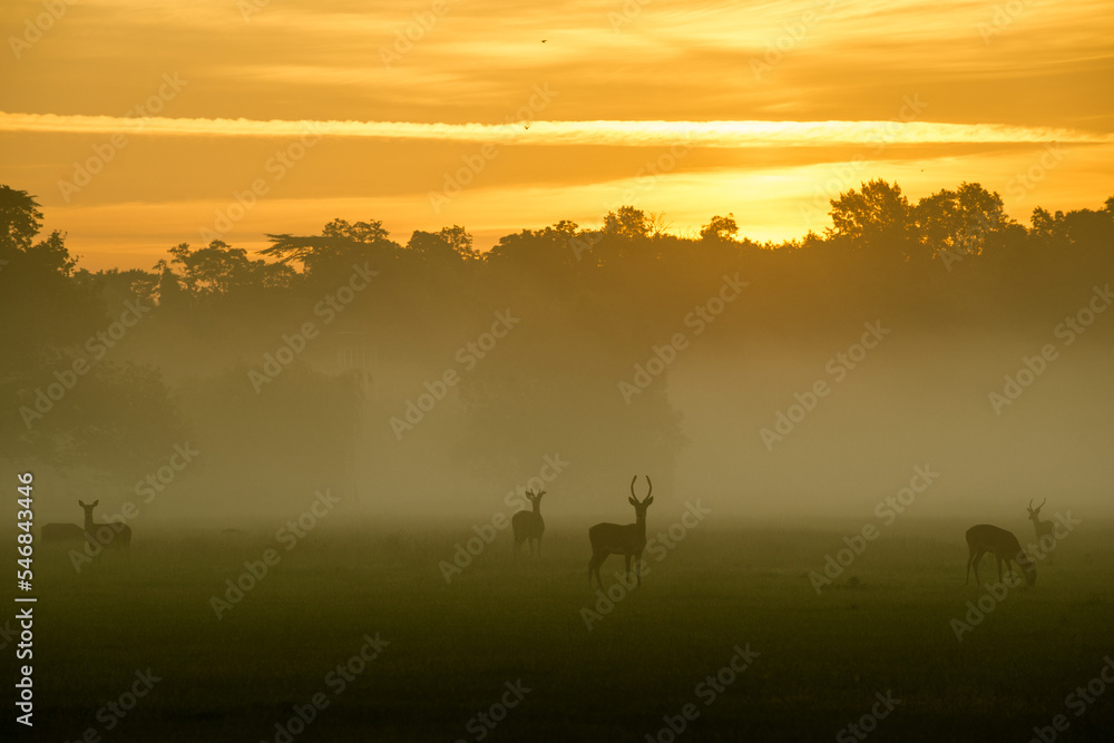 deer in the morning