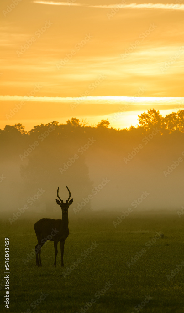 Obraz premium deer in the morning