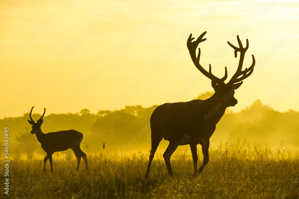 deer in the morning deer in the morning
