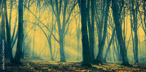 poranna mgła w lesie i promienie słońca