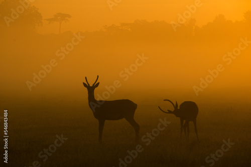 deer in the morning © Renolto