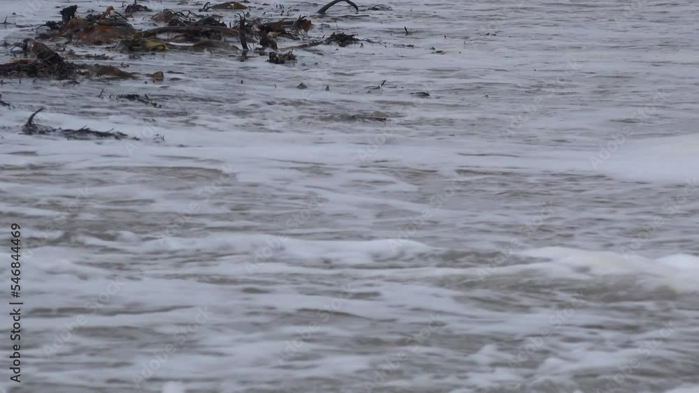Wading birds on shoreline of Scotland turnstone, handling, and purple sandpiper feeding. Nature in Britain on the shore of the sea with seaweed and rocks UK 4K Wading birds on shoreline of Scotland turnstone, handling, and purple sandpiper feeding. Nature in Britain on the shore of the sea with seaweed and rocks UK 4K