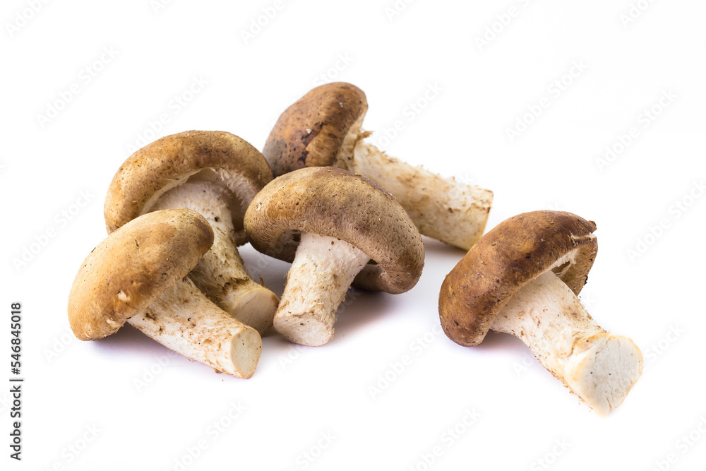fresh Shiitake mushroom on the White background fresh Shiitake mushroom on the White background