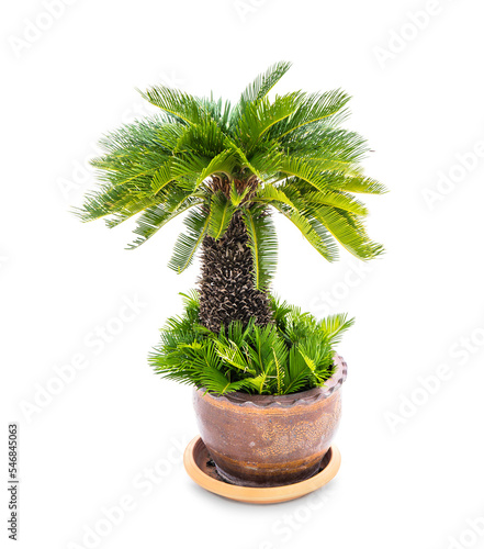 Palm tree cycas revoluta in clay pots isolated on white background with copy space for add text message, used for in interiors home, garden and park decoration