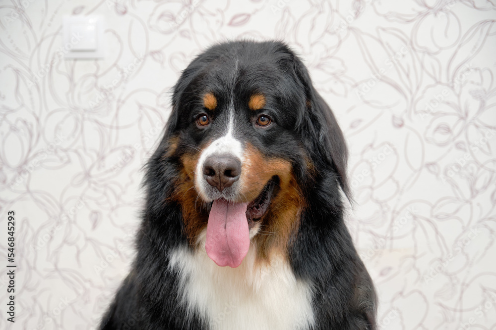 Portrait of the Bernese Mountain Dog with tongue out