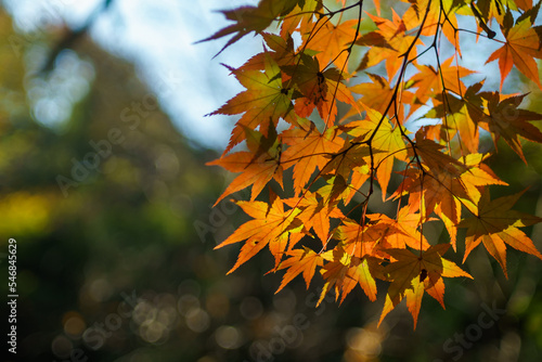 モミジの谷の紅葉