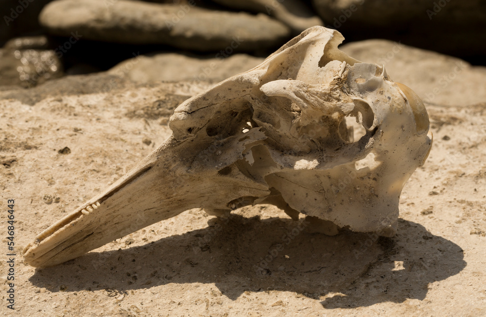 Decomposition of the corpse of a Black Sea dolphin. The skull of a marine mammal. Environmental cataclysm. Death of animals. Decomposition of the corpse of a Black Sea dolphin. The skull of a marine mammal. Environmental cataclysm. Death of animals.