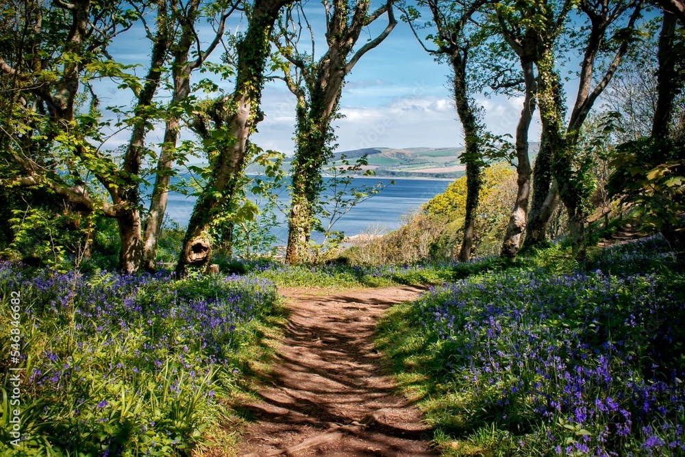 Bluebells in Culzean Castle Country Park. May 2022 in Ayrshire, Scotland, UK