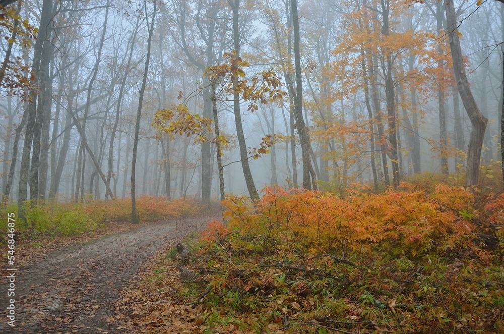 Fototapeta premium foggy morning