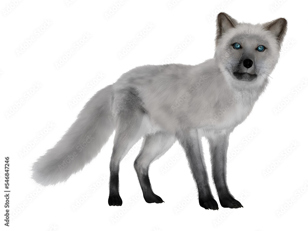 Naklejka premium White fox standing - 3D render