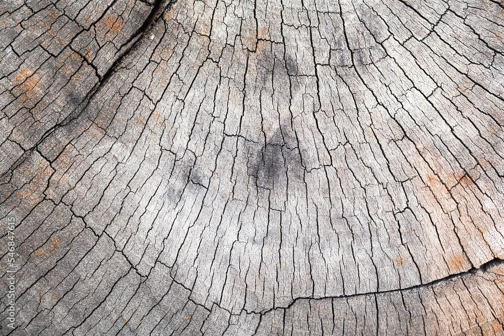 Fototapeta premium Old natural grunge wood texture background surface. Timber wood.