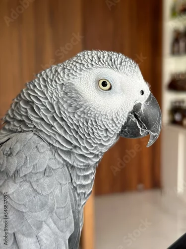 Fototapeta na wymiar Happy African grey parrot sitting on his cage. Parrot portrait