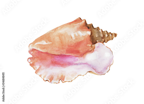 Obraz na plátne Seashell, shellfish, shell , watercolor illustration