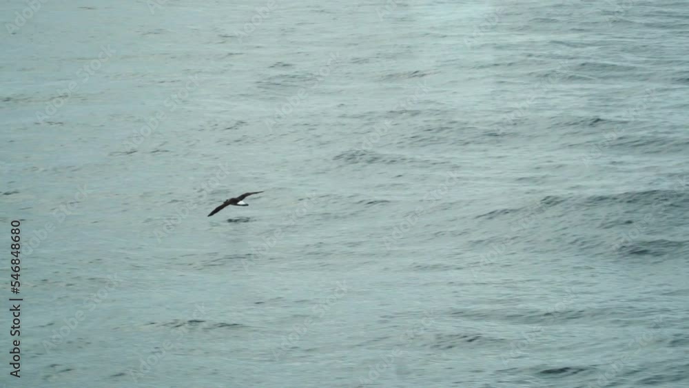 Seagull flying close to ocean surface looking for food to catch, handheld view Seagull flying close to ocean surface looking for food to catch, handheld view