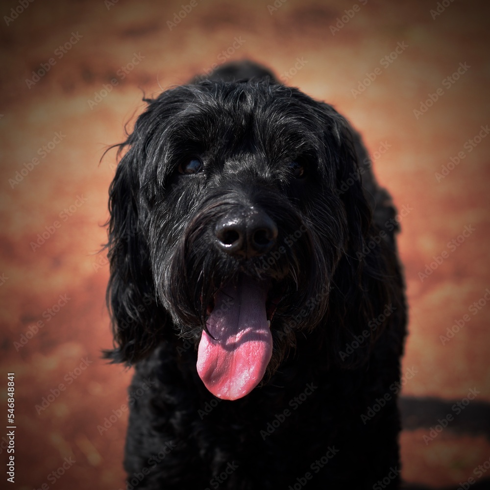 portrait of a dog portrait of a dog