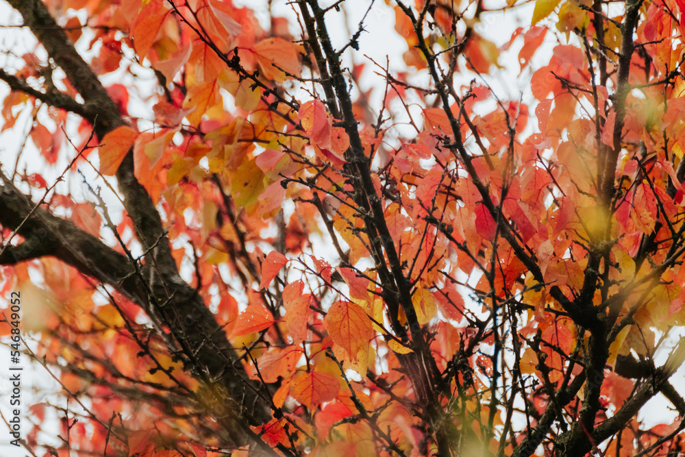 Autumn red vibrant leaves on black tree branches with blurred background. Autumnal forest colorful details Autumn red vibrant leaves on black tree branches with blurred background. Autumnal forest colorful details