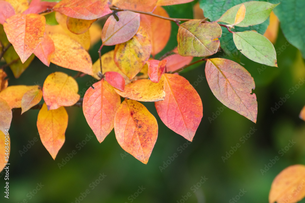 Autumn colorful vibrant leaves close-up with blurred greenery background. Autumnal forest in orange and yellow colors, nature details