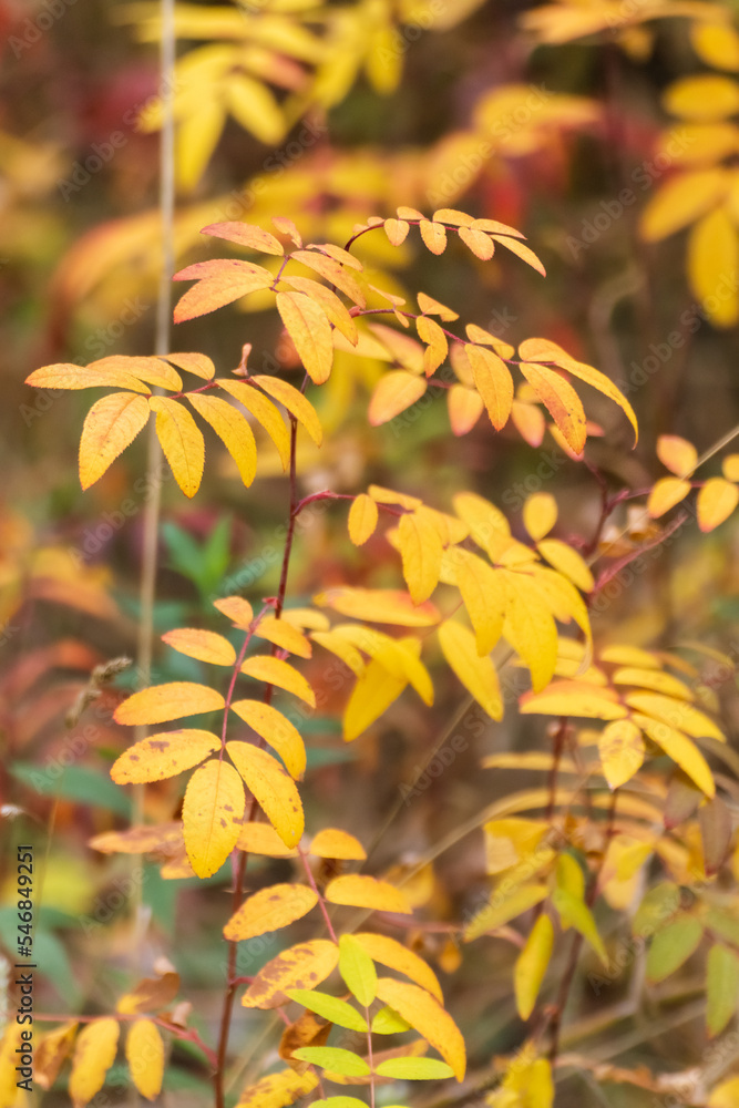 Obraz premium Autumn bright yellow leaves close-up with blurred background. Autumnal forest in orange and yellow colors, nature details