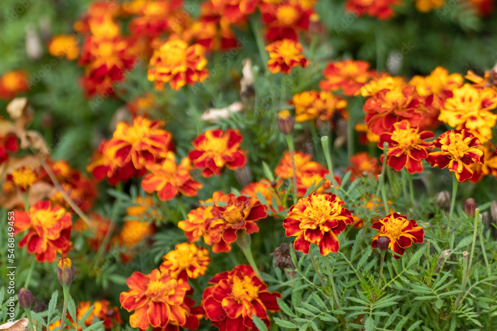 Marigold, orange Tagetes flowers with vivid green leaves close-up. Growing garden plants, bedding flowers