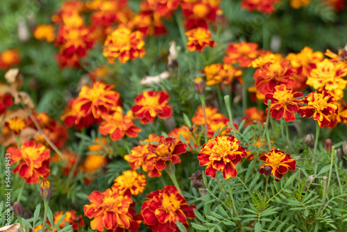 Marigold, orange Tagetes flowers with vivid green leaves close-up. Growing garden plants, bedding flowers