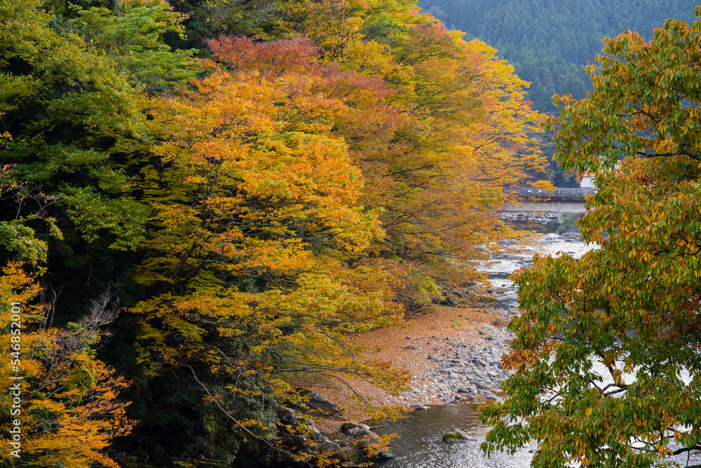 みたらい渓谷(奈良県天川村)の紅葉