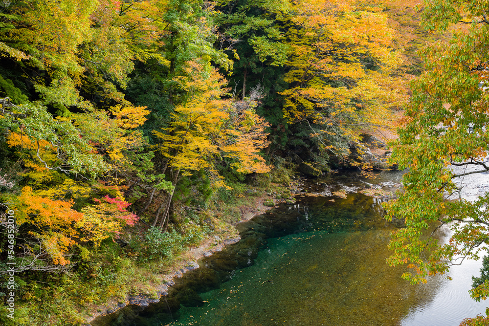 みたらい渓谷(奈良県天川村)の紅葉